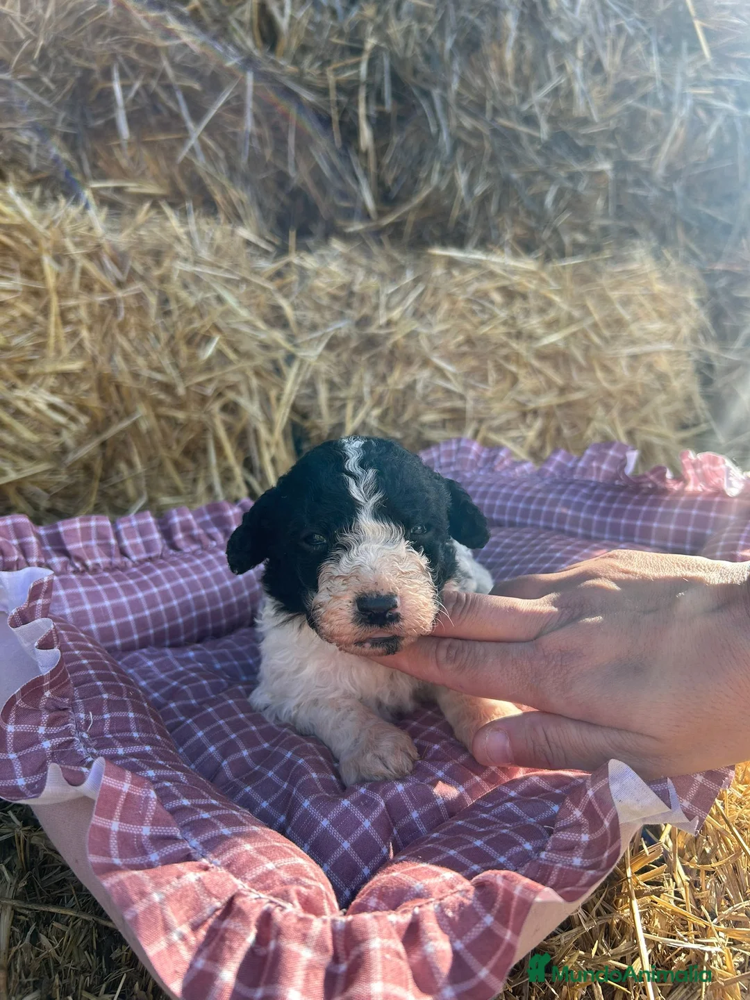 Perro de Agua Español perros en venta: Perro de agua - Anuncio 1