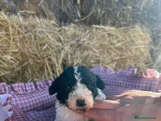 Perro de Agua Español perros Perro de agua - Anuncio 1