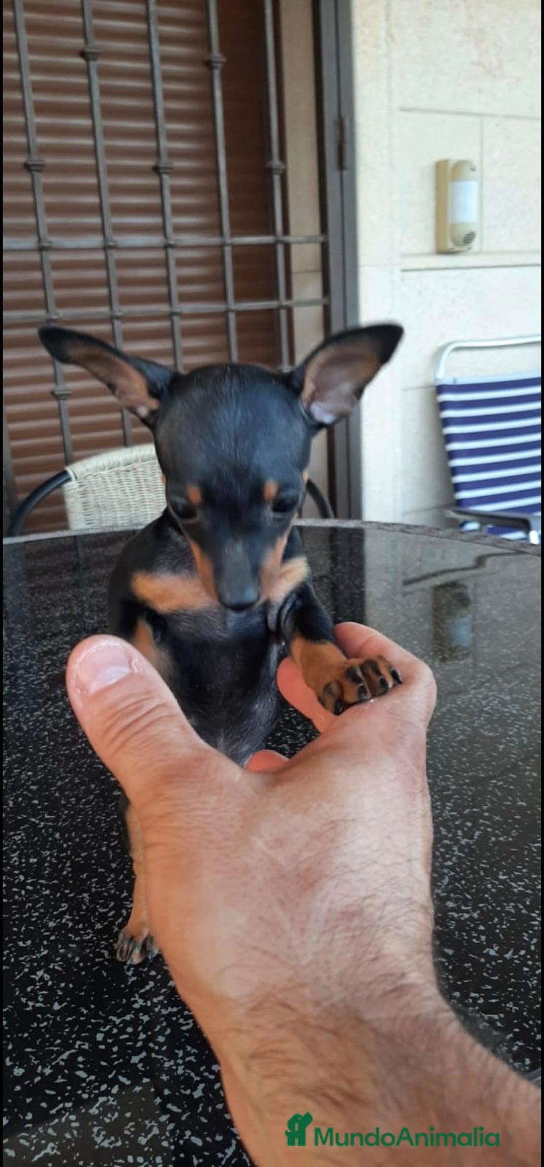 Pinscher Miniatura perros en venta: Cachorros Mini Pincher preciosos - Anuncio 4