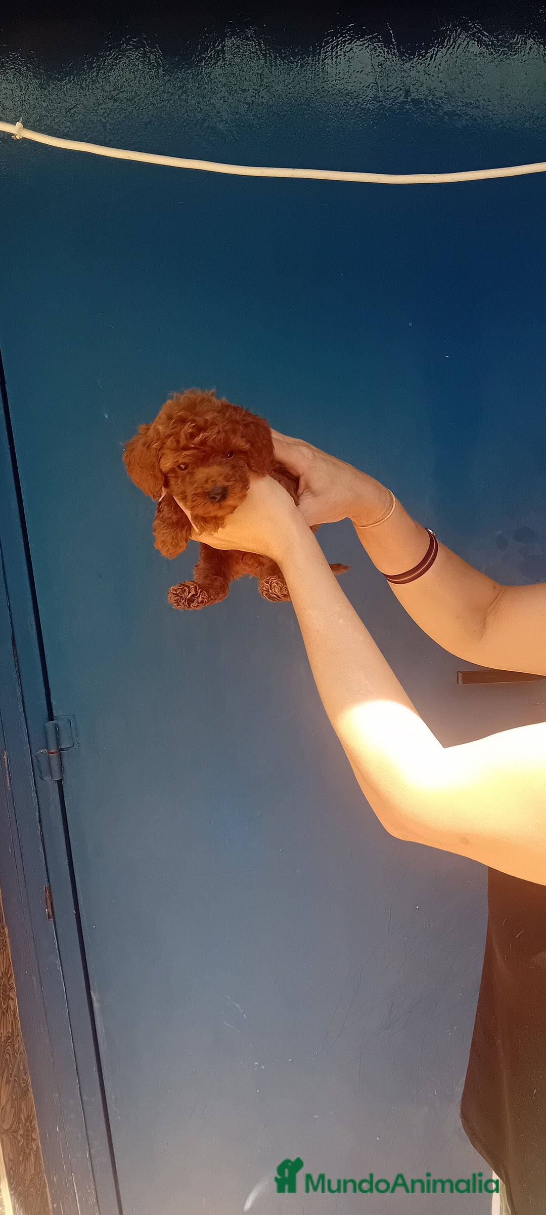 Caniche Toy perros en venta: ‼️‼️CANICHE HEMBRA TOY ROJA - Imagen 3