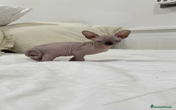 Sphynx gatos en venta: gato sphynx - Imagen 1