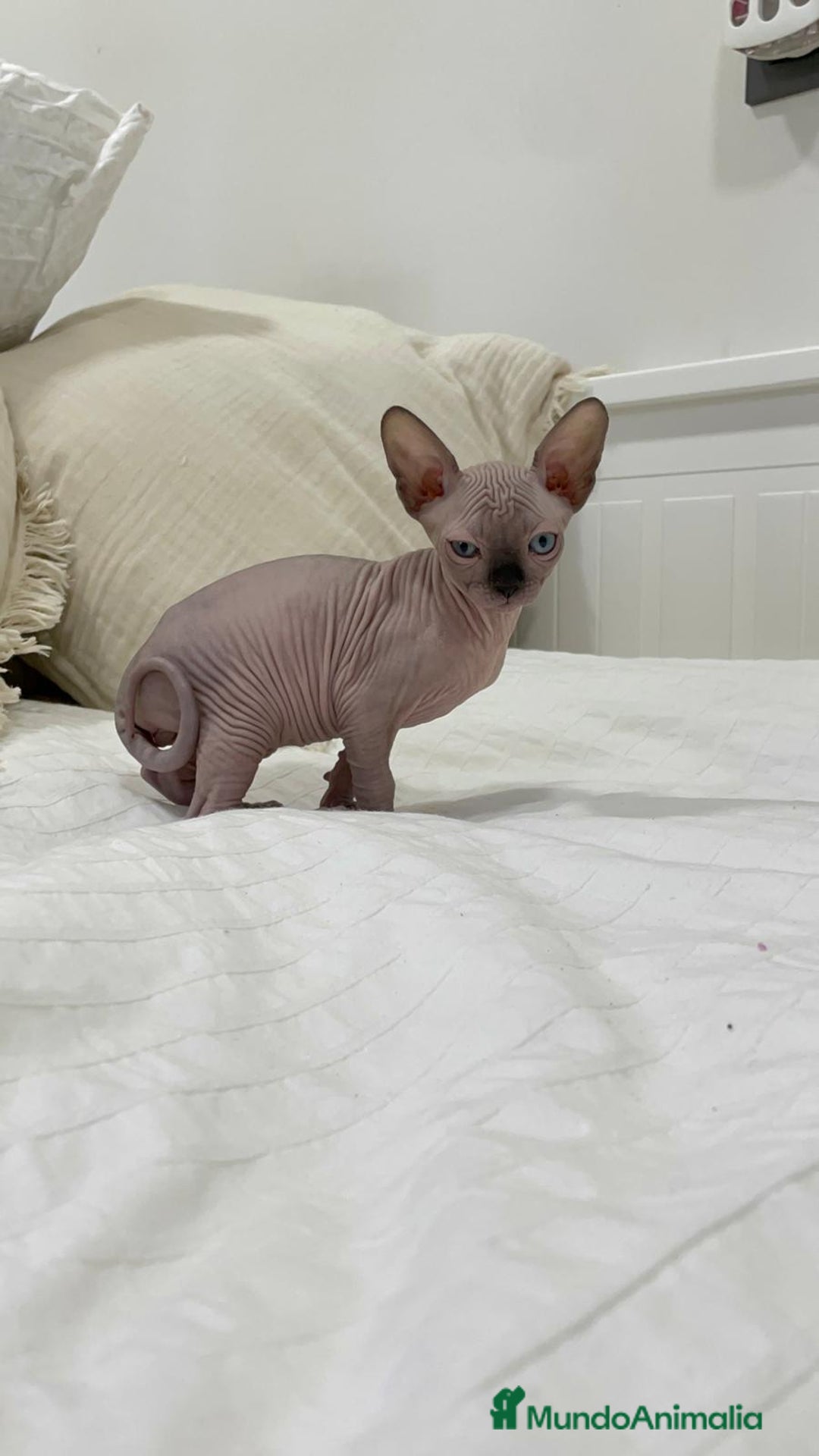 Sphynx gatos en venta: gato sphynx - Imagen 1
