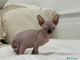 Sphynx gatos - Anuncio 1