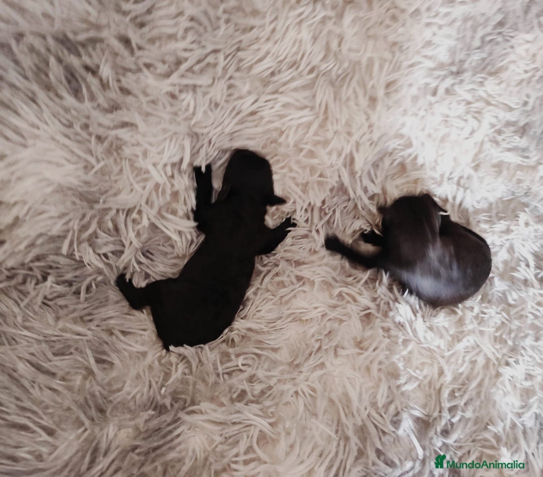 Caniche Toy perros en venta: Caniche toy  - Anuncio 8