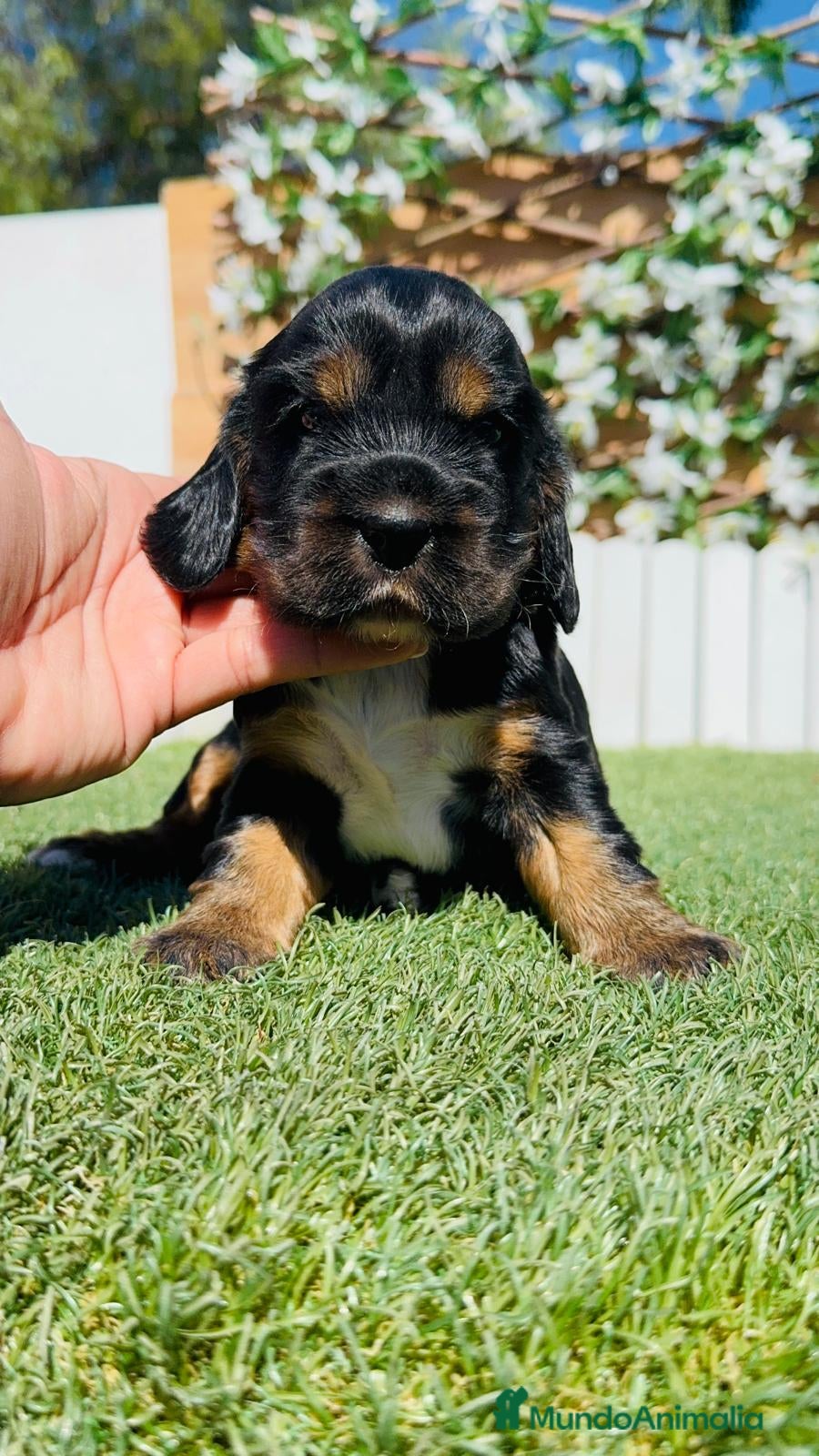 Cocker Spaniel Inglés perros CAMADA COCKER SPANIEL INGLES  - Anuncio 1