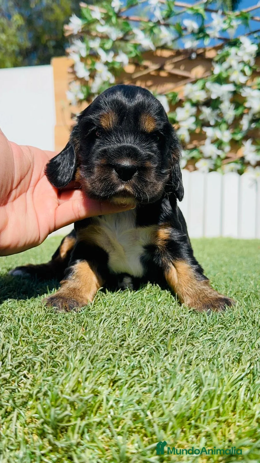 Cocker Spaniel Inglés perros en venta: CAMADA COCKER SPANIEL INGLES  - Anuncio 1