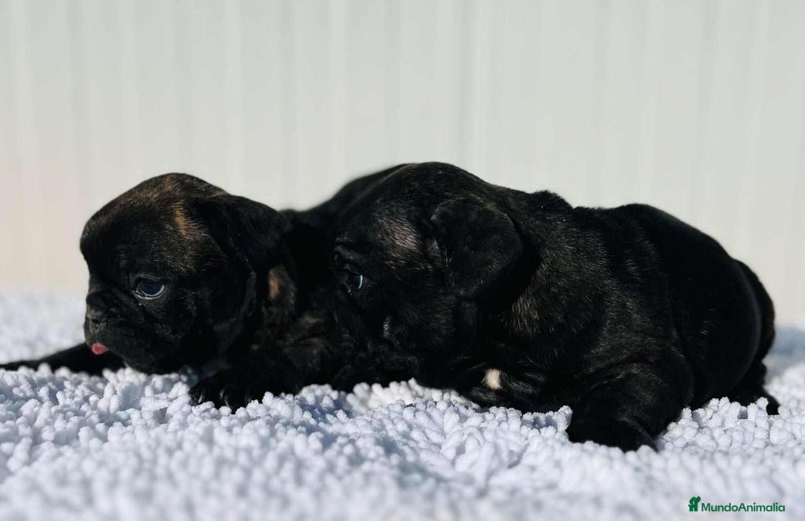 Bulldog Francés perros Bulldog francés negros  - Anuncio 2