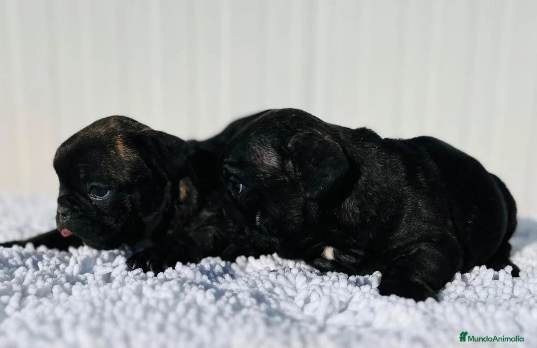 Bulldog Francés perros en venta: Bulldog francés negros  - Anuncio 2