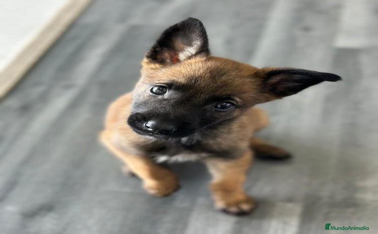 Pastor Belga Malinois perros - Propaganda 1