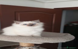 Sagrado de Birmania gatos en venta: Sagrado de Birmania - Imagen 3