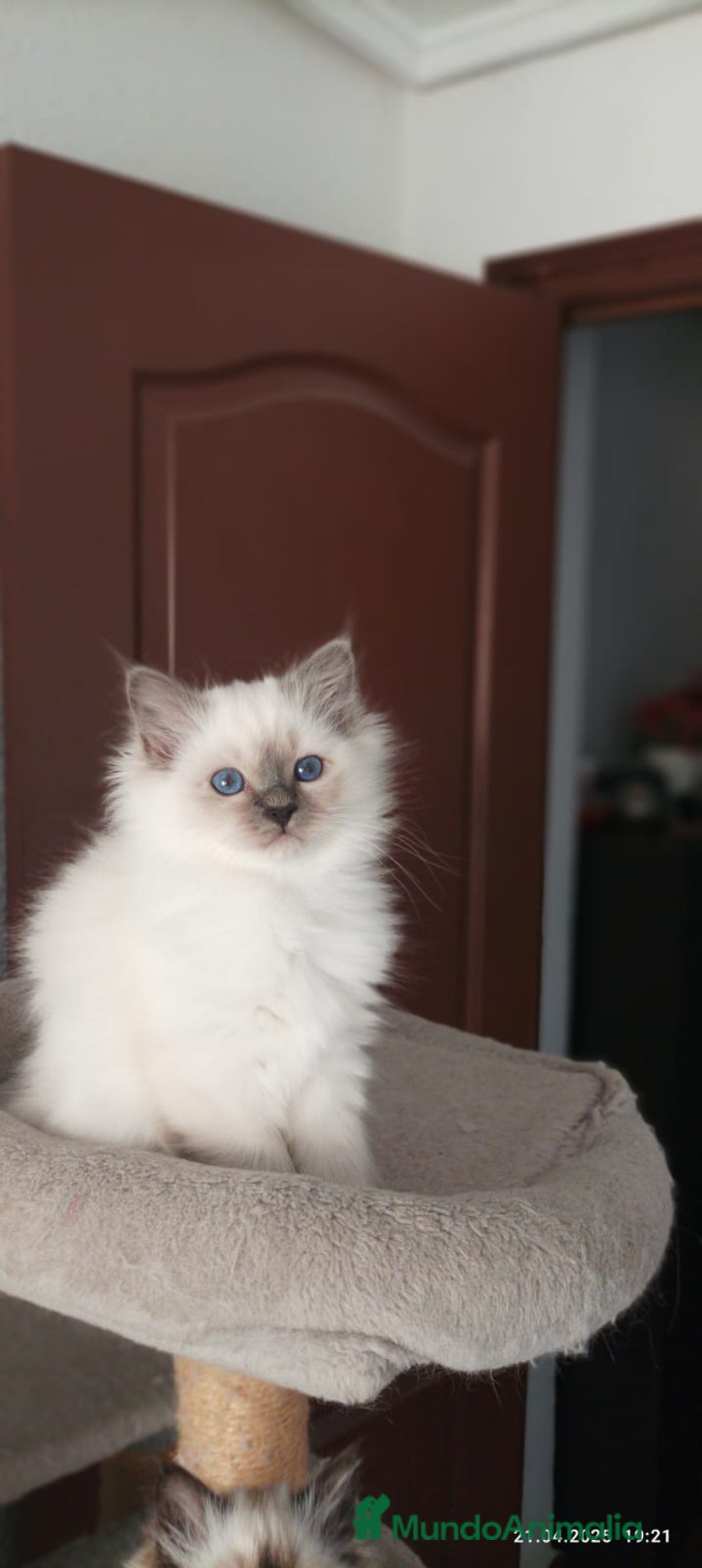 Sagrado de Birmania gatos en venta: Sagrado de Birmania - Imagen 3