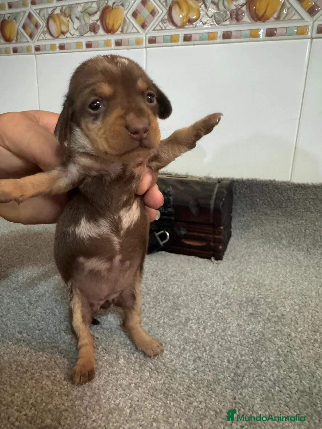 Teckel perros en venta: Teckel Mini - Anuncio 4