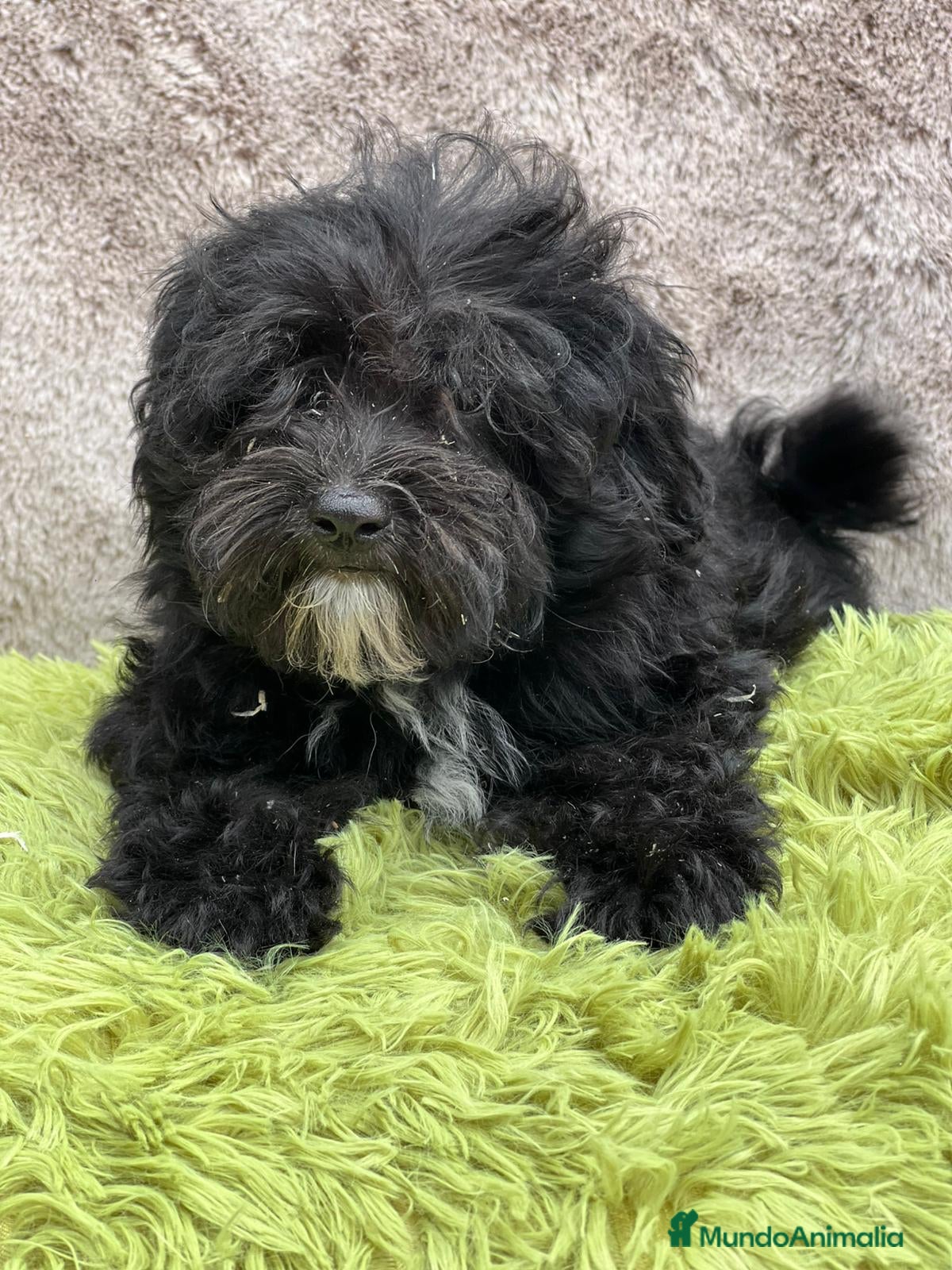 Maltipoo perros Maltipoo negro - Anuncio 2