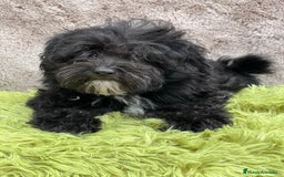 Maltipoo perros en venta: Maltipoo negro - Imagen 2