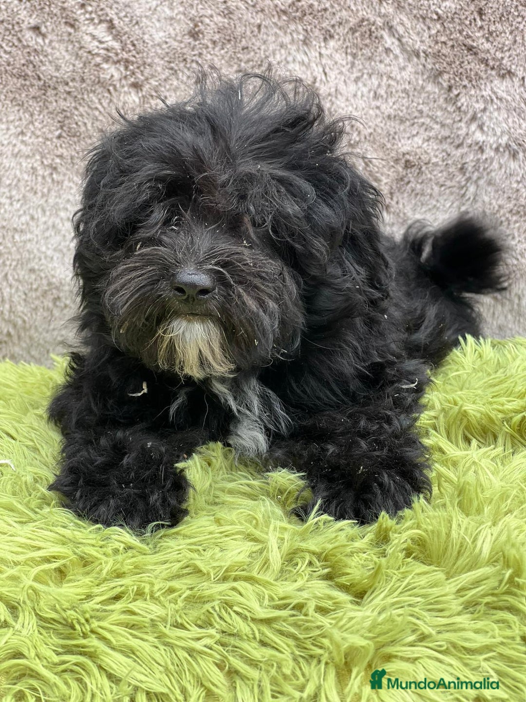 Maltipoo perros en venta: Maltipoo negro - Imagen 2