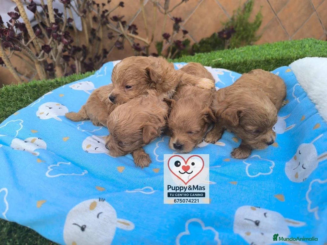 Maltipoo perros en venta: Maltipoo  - Anuncio 2