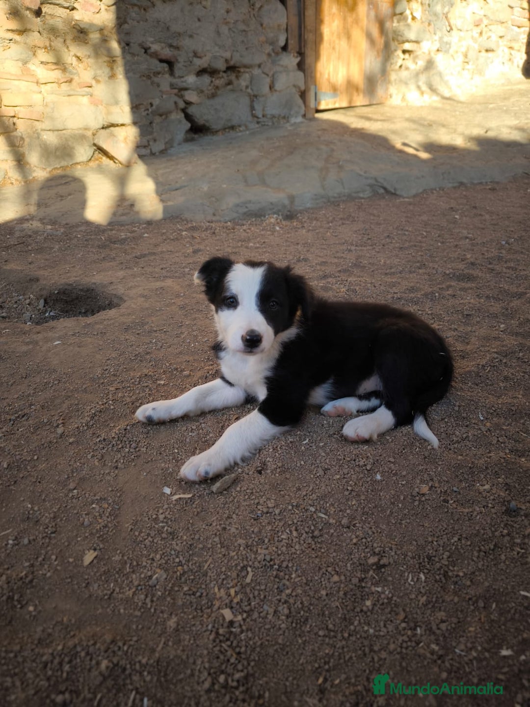 Border Collie perros en venta: Cachorros border collie de 2 meses  - Imagen 6