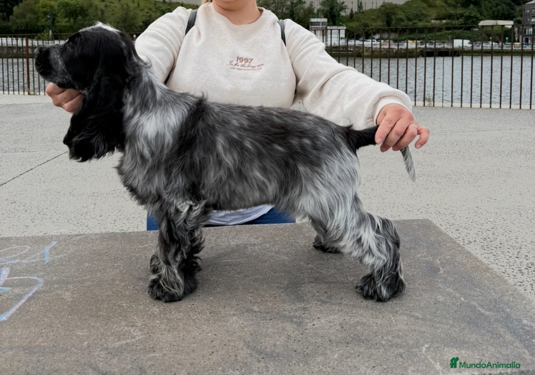 Cocker Spaniel Inglés perros en venta: Excelentes cachorros cocker spaniel ingles - Imagen 5