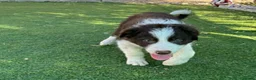 Border Collie perros en adopcion: Border collie - Anuncio 6