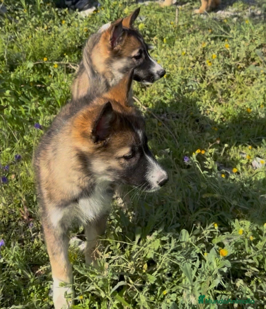 Raza Mixta perros Husky x border collie  - Anuncio 1