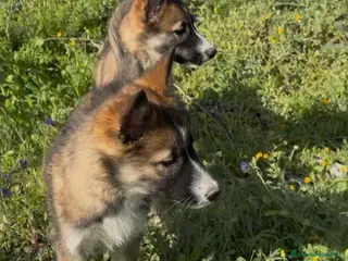Raza Mixta perros Husky x border collie - Anuncio 1