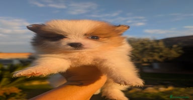 Spitz pequeño - Kleinspitz perros - Anuncio 1