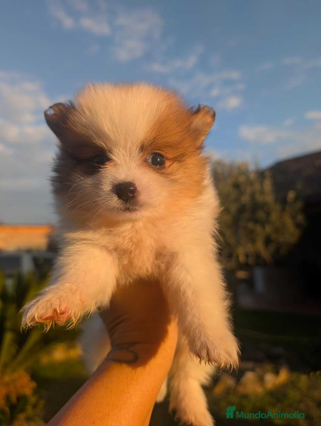 Spitz pequeño - Kleinspitz perros en venta: Kleinspitz pomerania  - Imagen 3