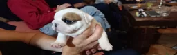 Bulldog Inglés perros en venta: Cachorro bulldog ingles  - Anuncio 4