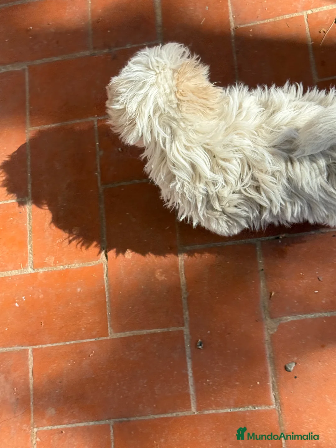 Shih Tzu perros en venta: Machito de shihtzu  - Anuncio 2