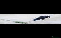 Teckel Miniatura perros en venta: Teckel miniatura - Imagen 4