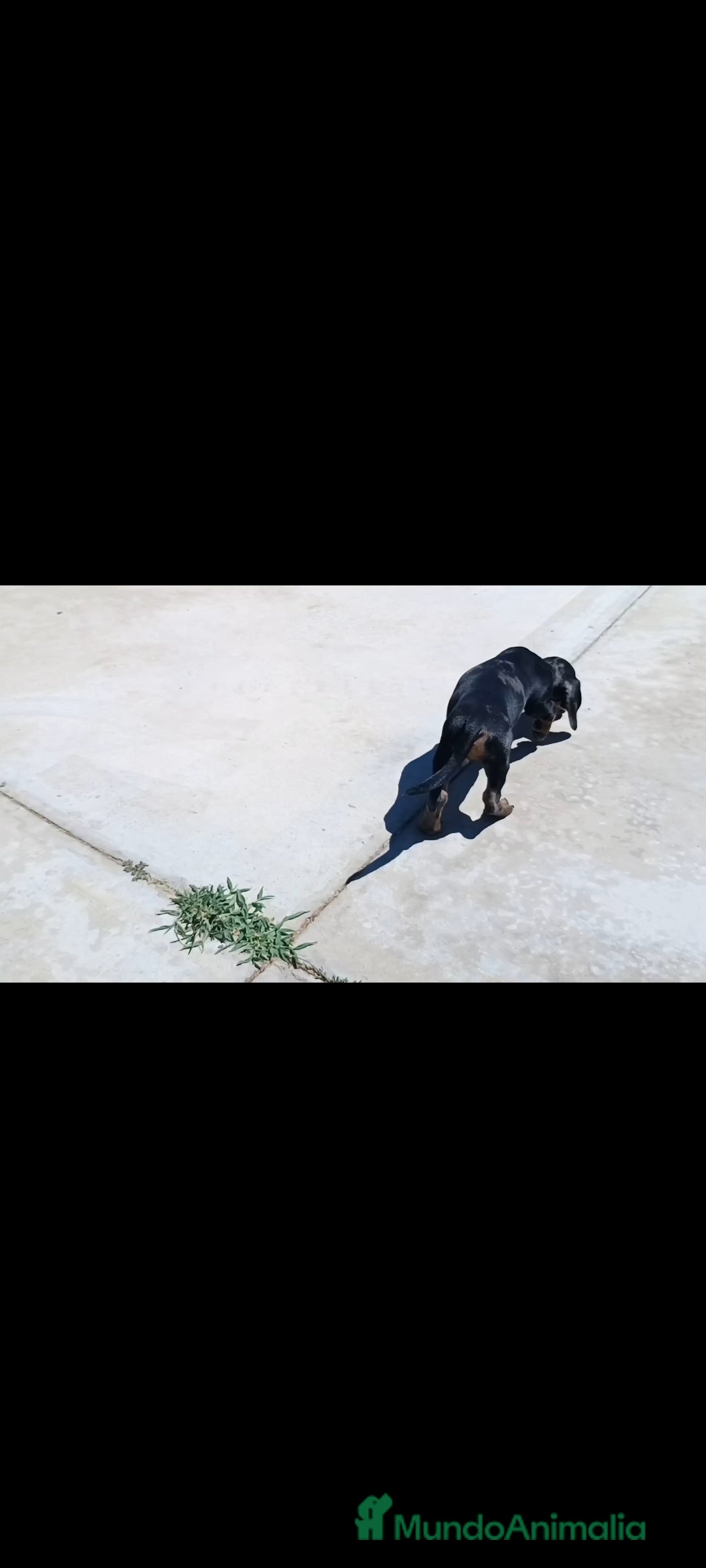 Teckel Miniatura perros en venta: Teckel miniatura - Imagen 4