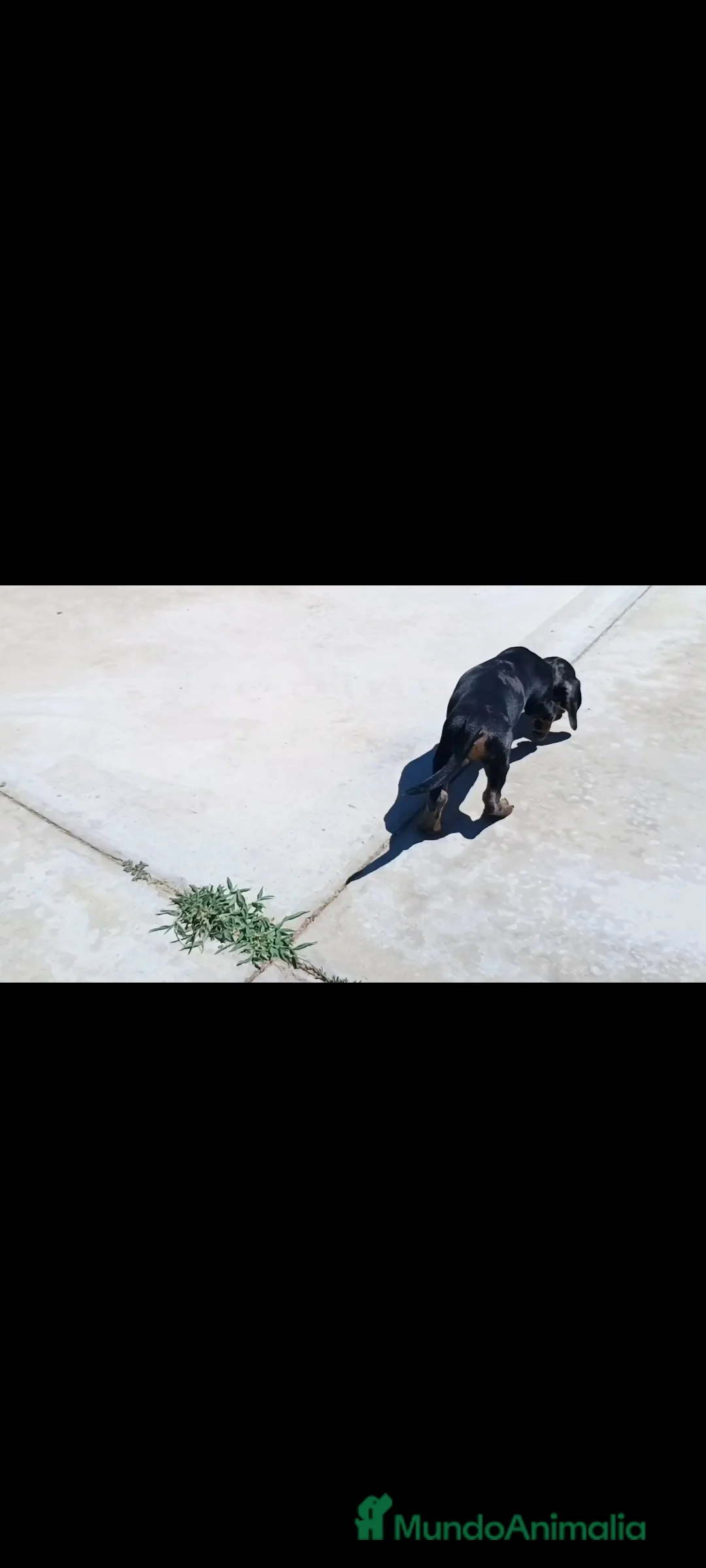 Teckel Miniatura perros en venta: Teckel miniatura - Anuncio 4