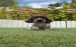 Cocker Spaniel Inglés perros en venta: COCKER SPANIEL RUANO - Imagen 2
