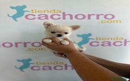 Chihuahua perros en venta: CHIHUAHUA - Imagen 1
