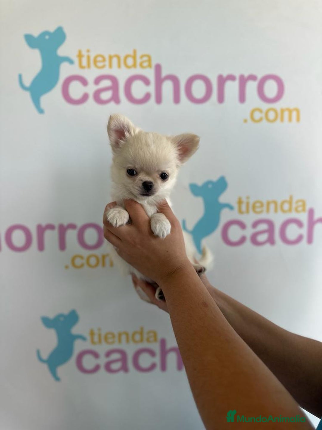 Chihuahua perros en venta: CHIHUAHUA - Imagen 1