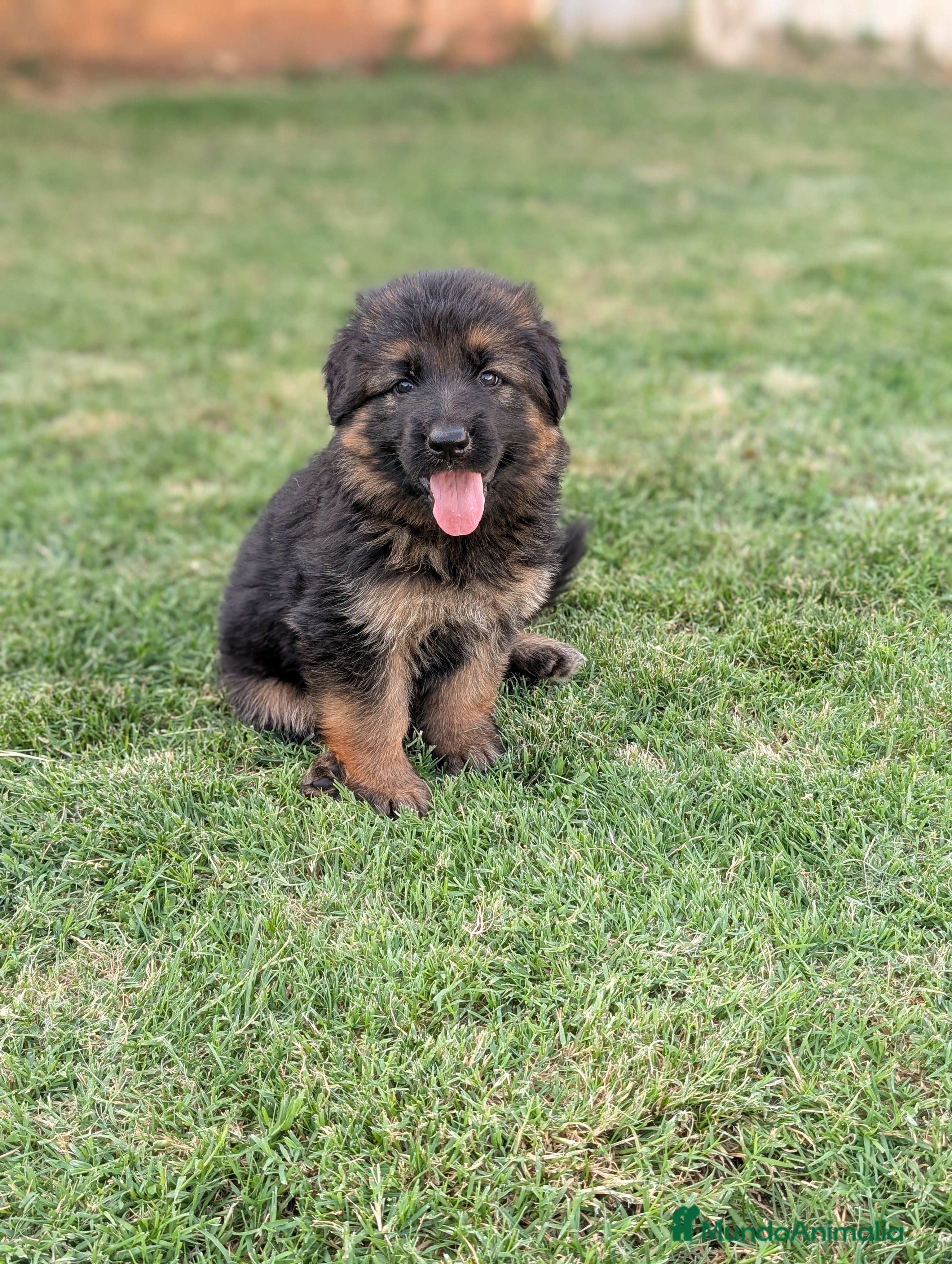 Pastor Alemán perros CACHORROS DE PASTOR ALEMÁN  - Anuncio 2