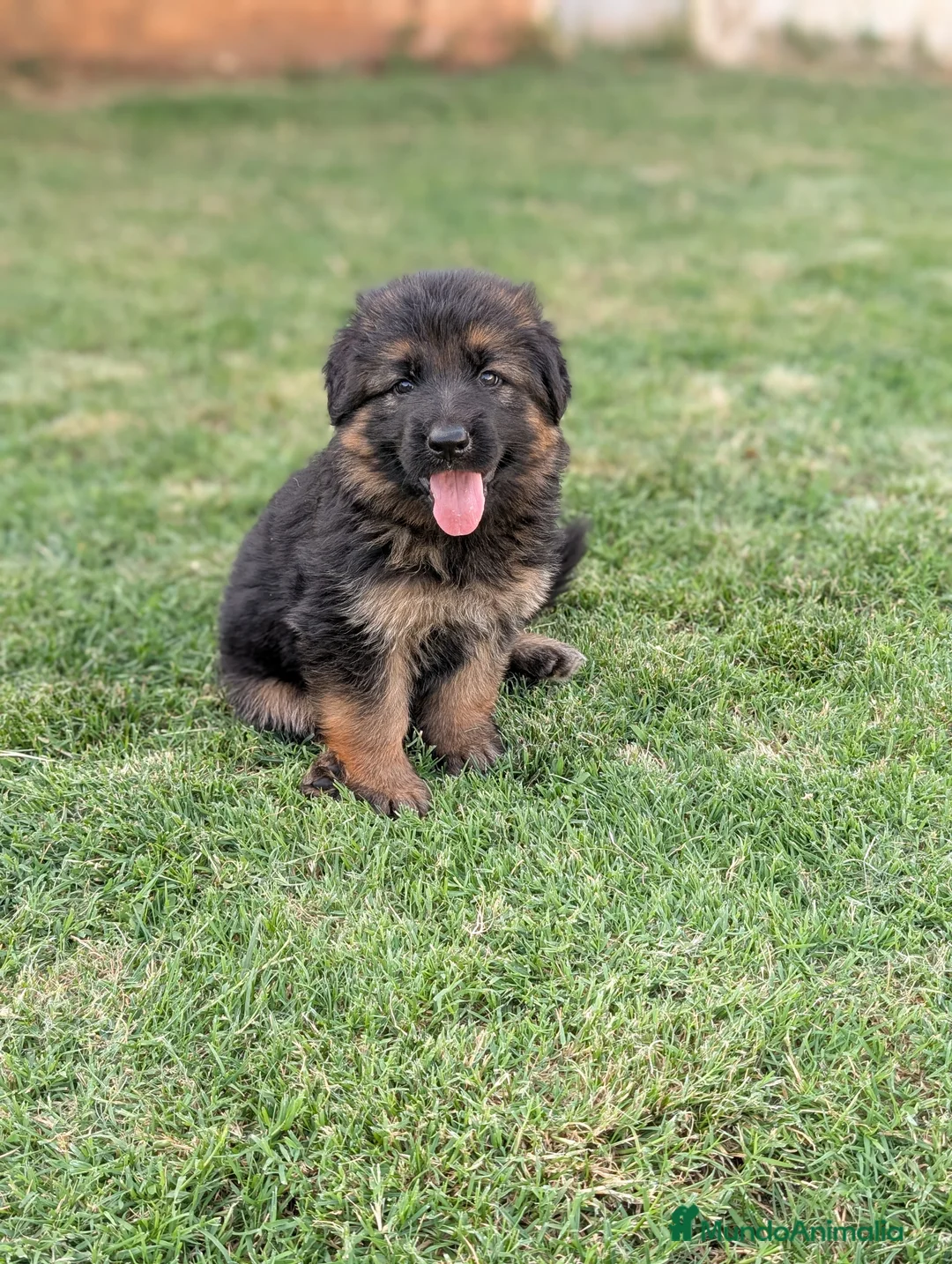Pastor Alemán perros en venta: CACHORROS DE PASTOR ALEMÁN  - Anuncio 2