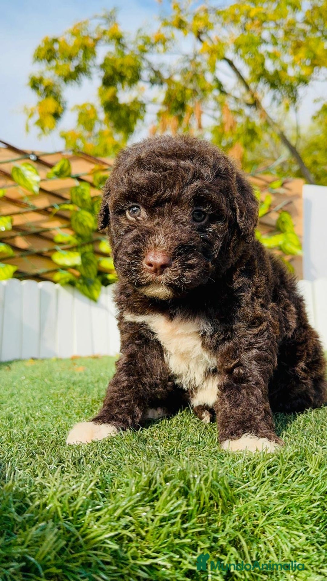 Perro de Agua Español perros en venta: PERRO DE AGUA ESPAÑOL - Anuncio 8