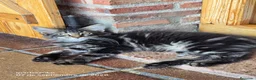 Bosque de Noruega gatos en venta: Bosques de Noruega  - Anuncio 22