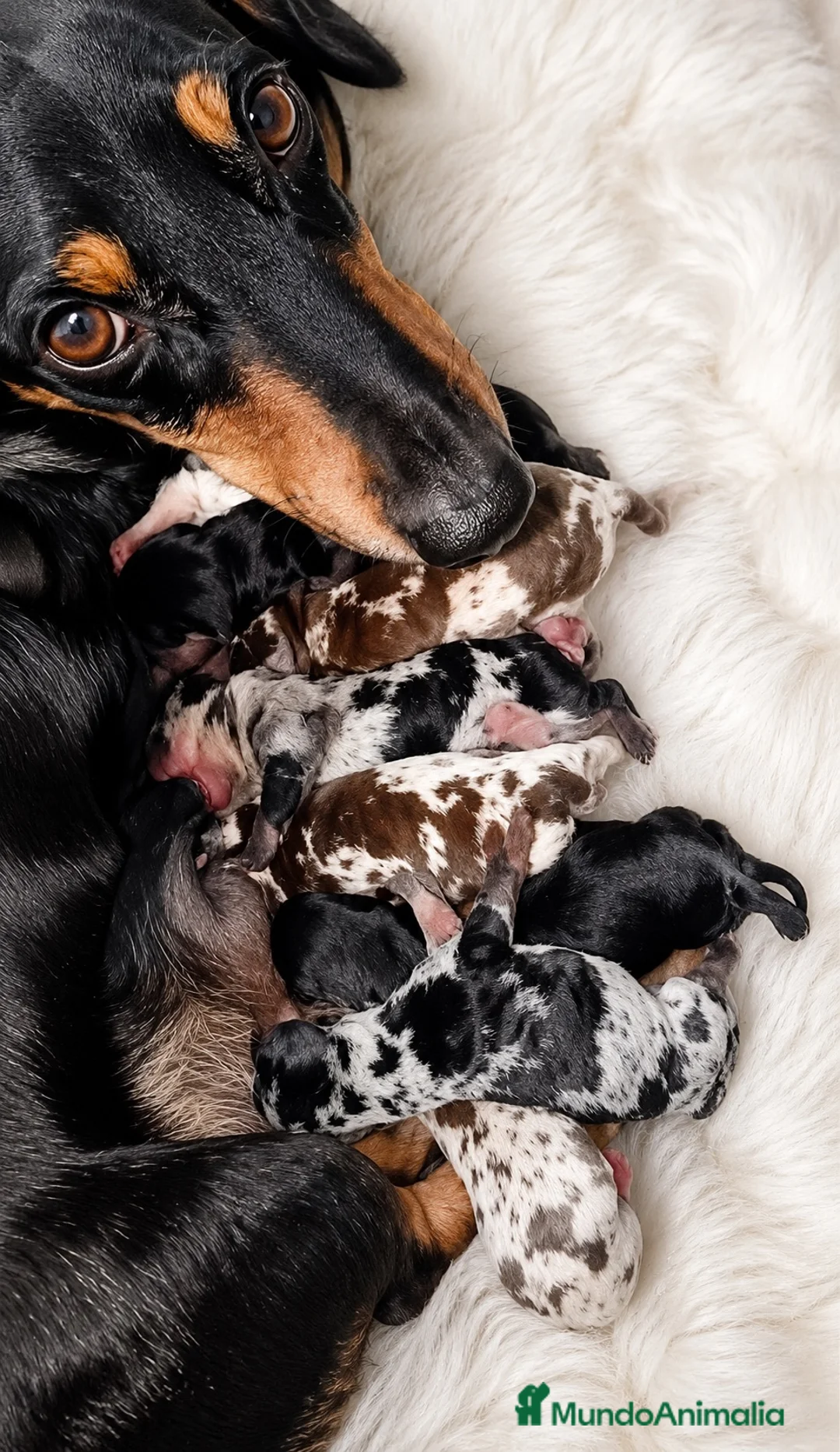 Teckel Miniatura perros en venta: Cachorro Teckel miniatura arlequín  - Anuncio 2