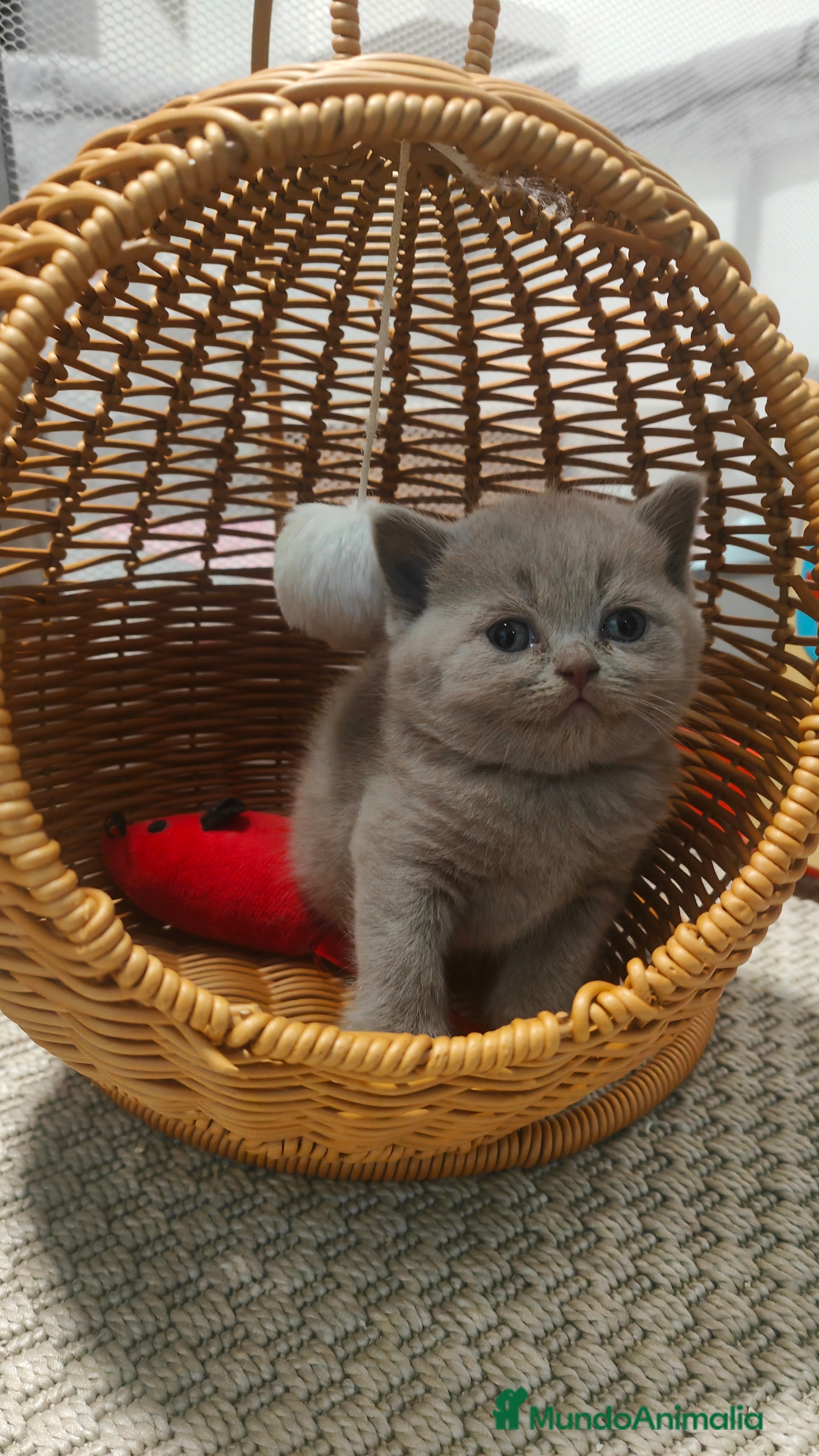 Británico de Pelo Corto gatos Gato British shorthair  - Anuncio 4