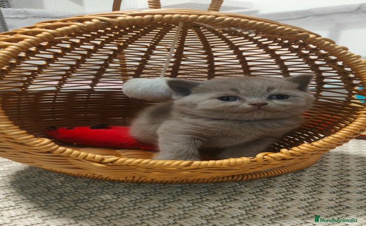 Británico de Pelo Corto gatos - Anuncio 1