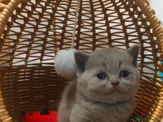 Británico de Pelo Corto gatos - Anuncio 7
