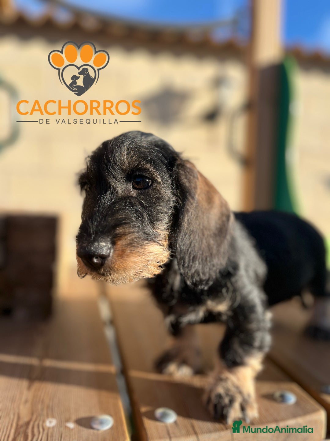 Teckel perros en venta: Teckel pelo duro - Imagen 4