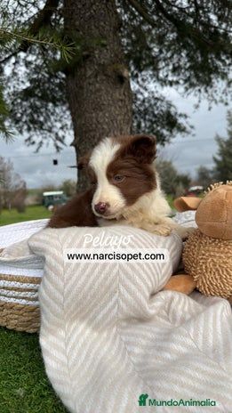 Border Collie perros en Asturias - Anuncio 5