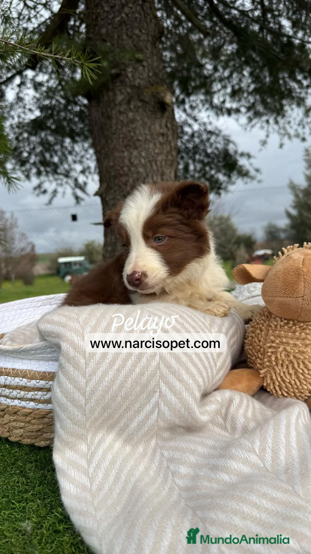 Border Collie perros en venta: CACHORRO BORDER COLLIE CHOCOLATE en Asturias - Anuncio 1