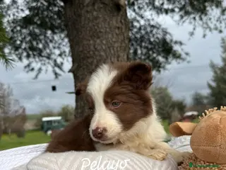 Border Collie perros CACHORRO BORDER COLLIE CHOCOLATE en Asturias - Anuncio 15