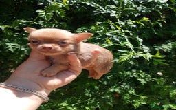 Chihuahua perros en venta: Última chihuahua con pomerania 500€  - Imagen 4