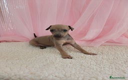 Pequeño Lebrel Italiano perros en venta: Pequeño lebrel Italiano Galgo italiano Piccolo  - Imagen 8