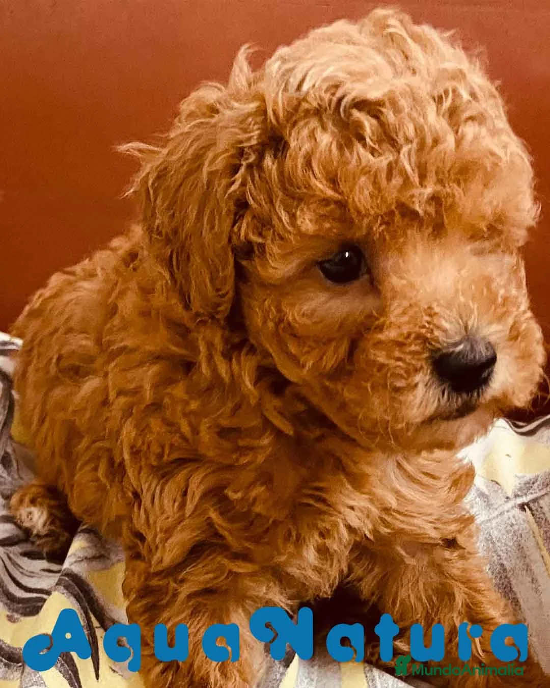 Caniche Enano perros en venta: Caniche Macho de Estela 4423 AQUANATURA en Barcelona - Anuncio 4